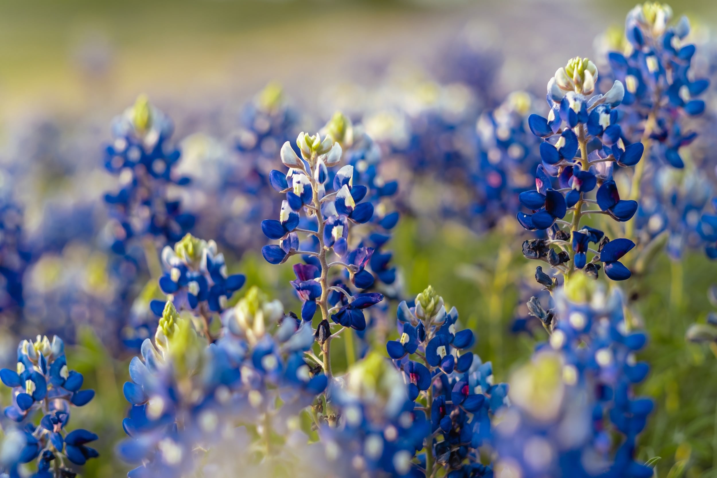 AdobeStock_436415591_web